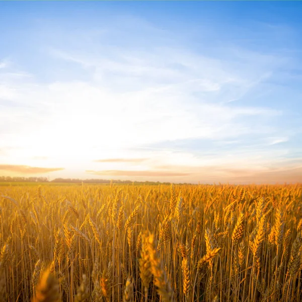 Драматический Закат Летнем Пшеничном Поле — стоковое фото
