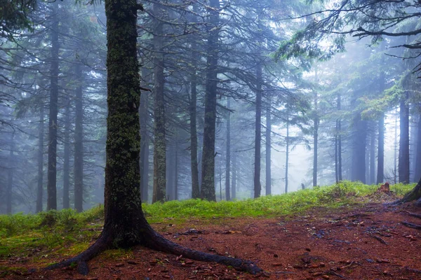 Calme Forêt Sapins Humides Dans Une Brume Bleue — Photo