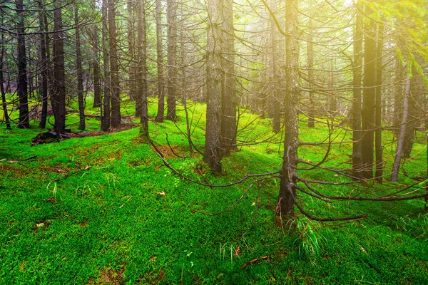 Piękny Jodła Las Dywan Zielony Mech Naturalna Scena Odkryty — Zdjęcie stockowe