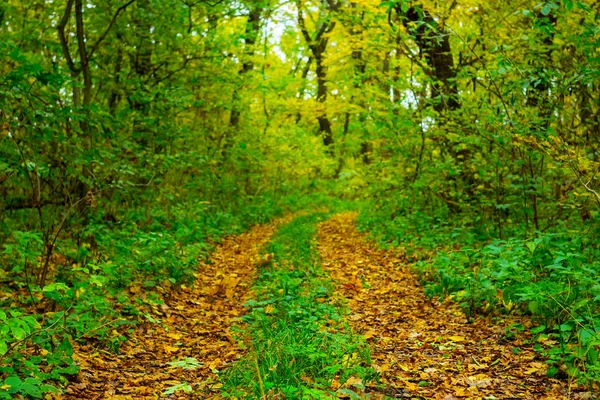 Route Sol Couverte Par Des Feuilles Sèches Travers Forêt — Photo