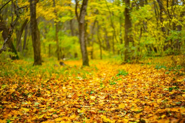 Ruhige Herbstwaldszene — Stockfoto