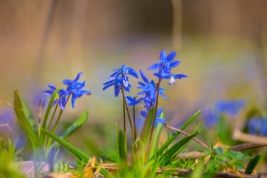 mavi kardelen çiçek bahar orman portre yığını