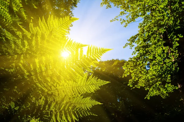 太陽光線はフォレスト グリーンの自然な背景でシダの茂みを介してプッシュします — ストック写真