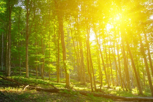 Grön Skog Strålar Från Sparkle Solen — Stockfoto