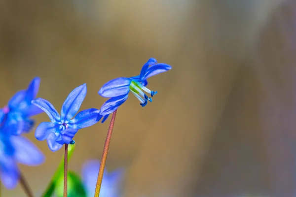 Closeup Bush Modré Jara Sněženka Květin — Stock fotografie