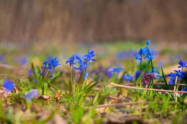 Closeup Spring Forest Glade Blue Snowdrop Flowers — Stock Photo, Image