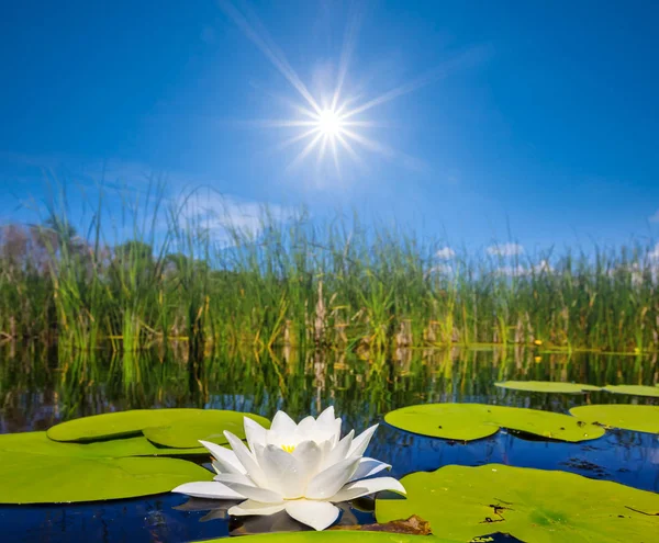 Summer River Scene White Lily Floating Water Sparkle Sun — Stock Photo, Image