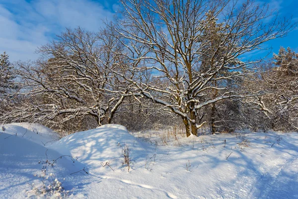 Belle Forêt Hiver Dans Une Neige — Photo