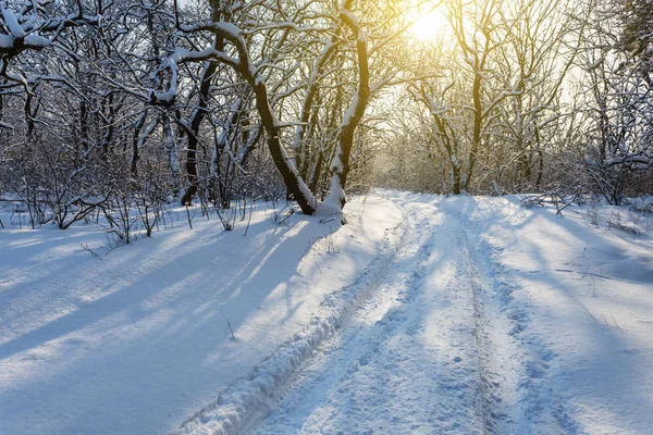 Vackra Vinter Skog Snö Solljus — Stockfoto