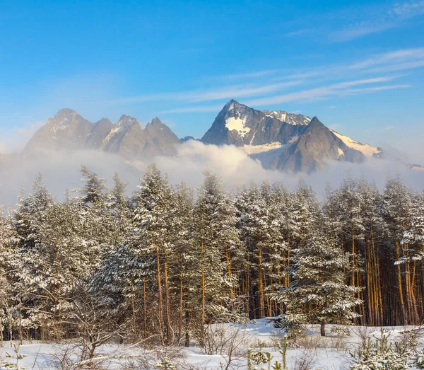 Bosque Pinos Invierno Una Montaña Nieve Más Allá — Foto de Stock