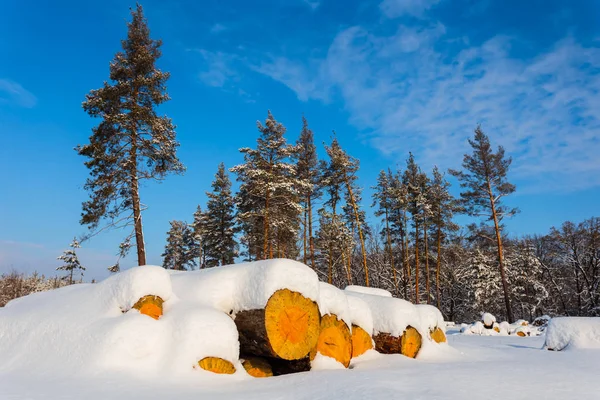 Heap Tree Trunk Winter Forest Covered Snow — Stock Photo, Image