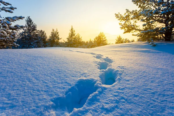 冬天雪的松树林与人的轨道在日落 — 图库照片
