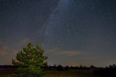gece kır manzarası, çam ağacı yukarıda yıldızlı gökyüzü ile Samanyolu