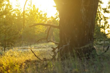 güneş ışığı altında bir ormanda closeup ağacı