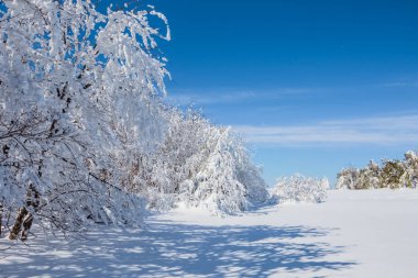 Kış grubunu orman glade, bir kar kış manzara
