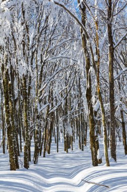 yol kış grubunu kayın ormanı