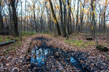 Quet bahar orman kirli yol, manzara akşam ile