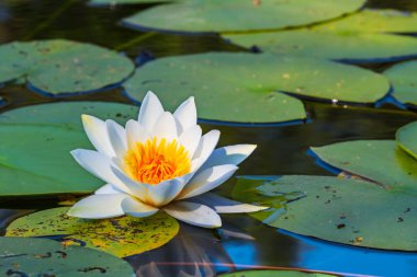 tatlı güzel beyaz nilüfer göl kenarında