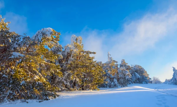 Invierno Bosque Pinos Nevados Por Mañana —  Fotos de Stock