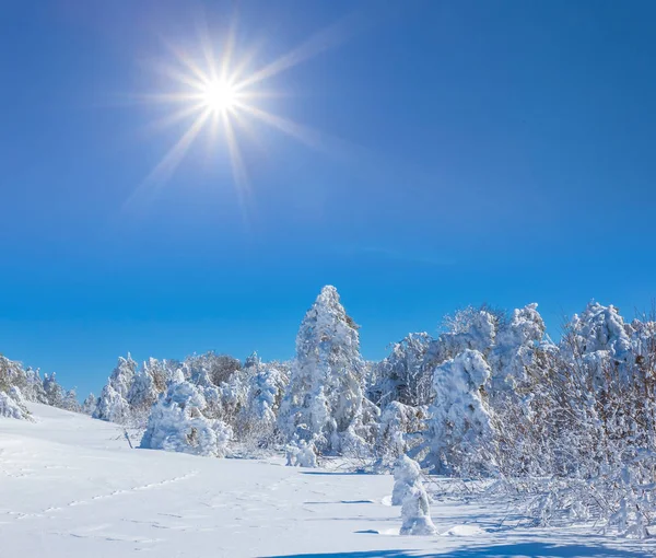 Bosque Abeto Invierno Una Nieve Bajo Sol Brillante Paisaje Invierno —  Fotos de Stock