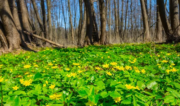 Beautiful Spring Forest Glade Carpet Flowers — Stock Photo, Image