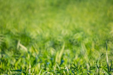 doğa arka plan, closeup yeşil kırsal alan