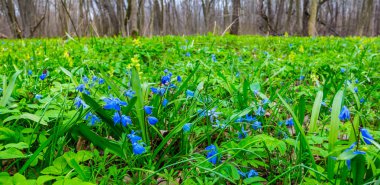 güzel mavi çiçekler manzara orman glade
