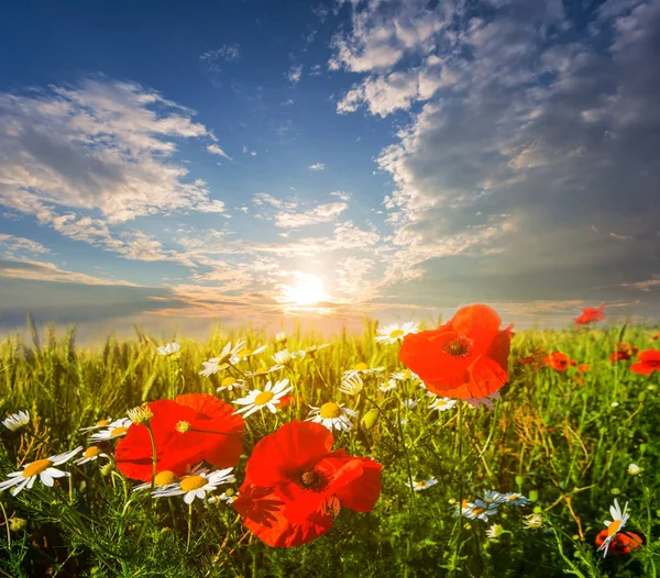 Schöne Sommerliche Prärielandschaft Bei Sonnenuntergang — Stockfoto