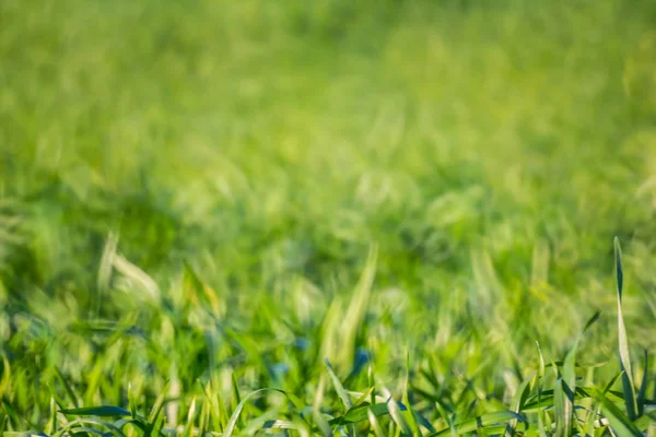 doğa arka plan, closeup yeşil kırsal alan