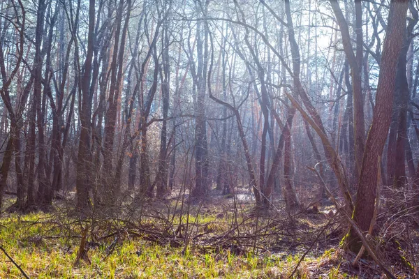 Hermoso Bosque Primavera Una Niebla Azul — Foto de Stock