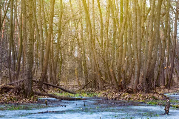 Beautiful Spring Flooded Forest Sunlight — Stock Photo, Image