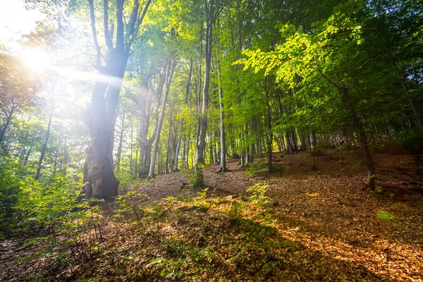 Sabah Sahne Kayın Ormanı Bir Güneş Işığı Altında — Stok fotoğraf