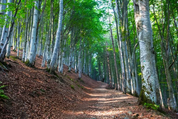 Bela Floresta Faia Encosta Monte — Fotografia de Stock