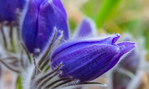 Closeup Beautiful Blue Spring Flowers — Stock Photo, Image