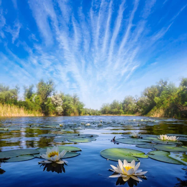 Zomer Rivier Met Wit Waterlelies — Stockfoto