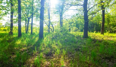 güzel bahar yeşil orman içinde bir güneş ışığı