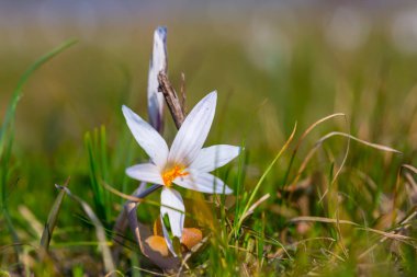 tatlı beyaz Iridaceae yeşil çimen