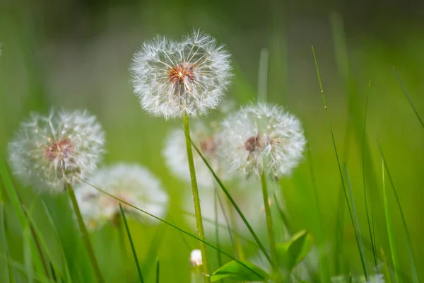 特写镜头白色蒲公英花在绿草 — 图库照片