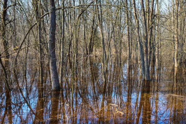 Séjour Forêt Dans Eau Inondation Printanière — Photo