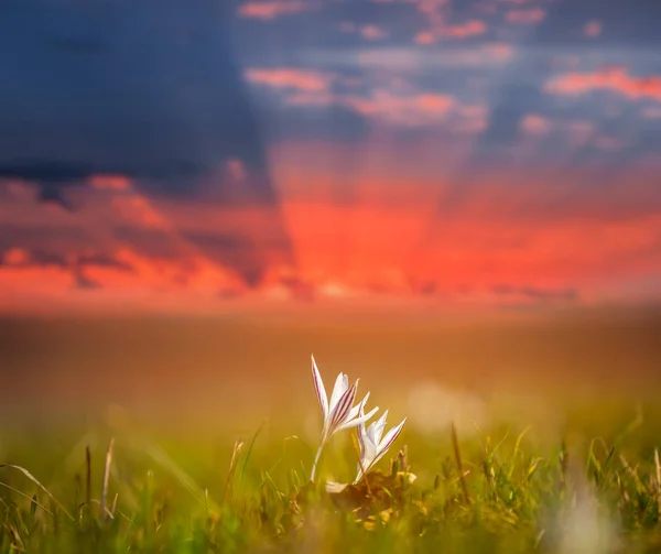 Pequeña Flor Cocodrilo Blanco Entre Una Pradera Dramático Atardecer Rojo —  Fotos de Stock