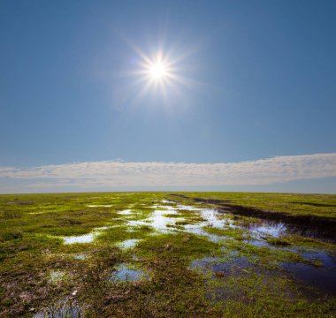 bir ışıltı güneş altında su alanlarında yeşil bahar