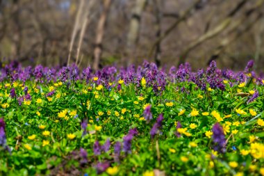 çiçekli bahar orman Kayran
