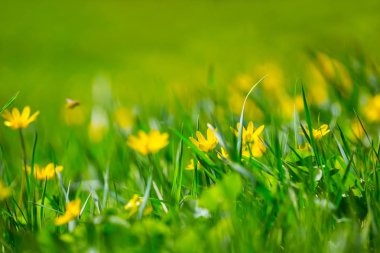 doğal arka plan, sarı çiçekler havada, yeşil tarlalarda yığını