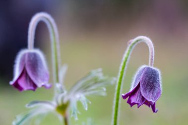güzel closeup bahar Menekşe çan çiçeği