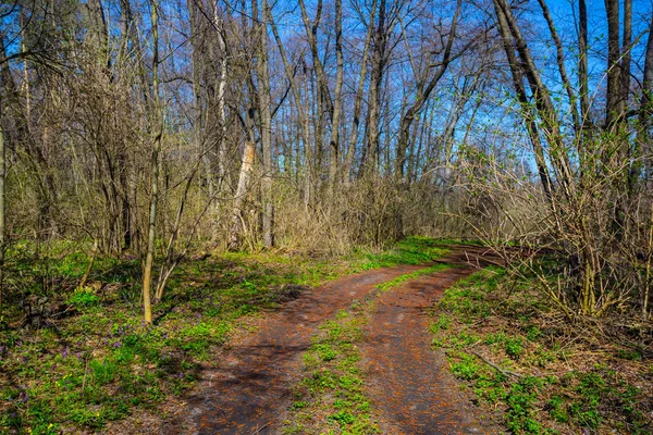 Grond Landelijke Weg Door Een Bos Van Groene Lente — Stockfoto