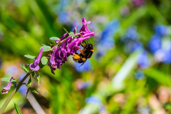 Closeup Bumblebee Sit Spring Flower — Stock Photo, Image
