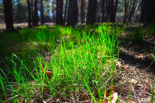 Bir Ormandaki Taze Yeşil Yığını — Stok fotoğraf