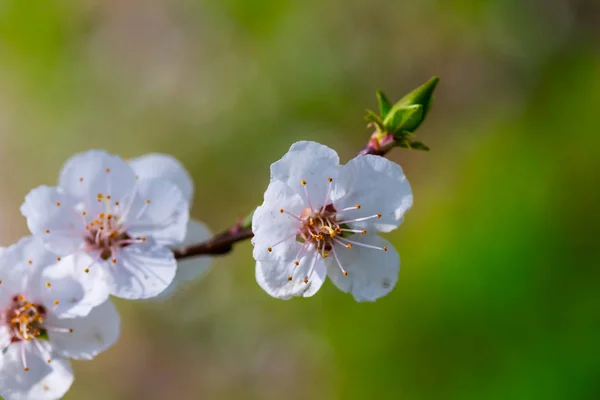 Closeup Ramo Árvore Maçã Primavera Uma Flor — Fotografia de Stock