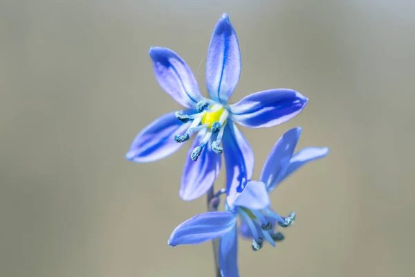 Closeup Modrá Jarní Sněženka Květiny — Stock fotografie