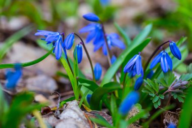 Mavi bahar kardelen çiçekleri bir ormandaki yığını